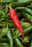 Red cayenne pepper lying on green pods and leaves
