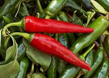 Two red cayenne peppers lying on green pods and leaves