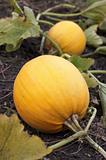 Ripe yellow pumpkins growing