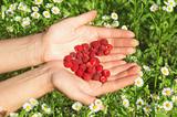 Raspberry on heart shape on woman hand against daisy background