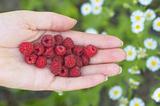 Raspberry on woman hand against camomiles background
