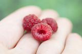 Raspberry on woman hand against green background