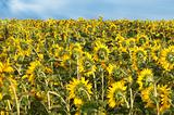 Back of sunflowers field
