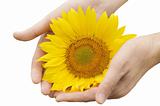 Man hands with sunflower isolated on white
