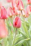 Fresh spring red tulips