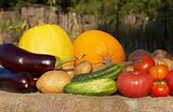 Harvest: fresh vegetables from garden