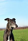 Black greyhound wait for hunting