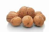 Huge walnuts and many small walnuts