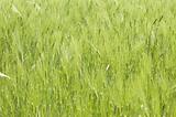 Green wheat. Can be used as background