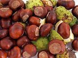 Horse chestnut or conker.