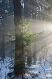 Winter landscape of coniferous stand with sunbeams 