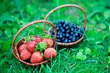 Strawberries and blueberries on the green grass