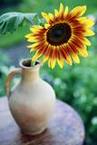 Sunflower in a vase closeup 