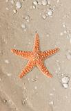 Starfish on a tropical beach