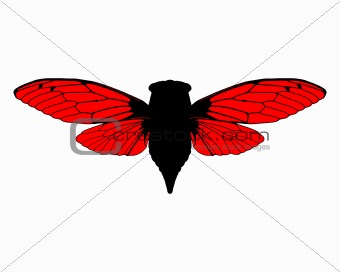 Beautiful cicada