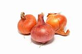 Three large onions
