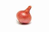 One large onion