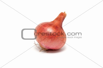 One large onion