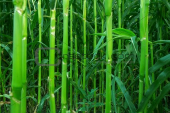 The green stalks of corn in the field in summer