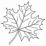 Leaf of a maple, contour
