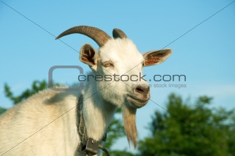 Big goat