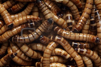 Zoophobas superworms