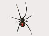Vector Black Widow Spider