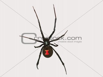 Vector Black Widow Spider