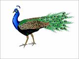 Vector Peacock