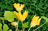 Squash flower and leaves