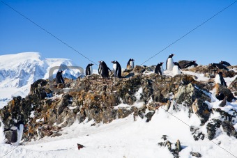 penguins  on a rock