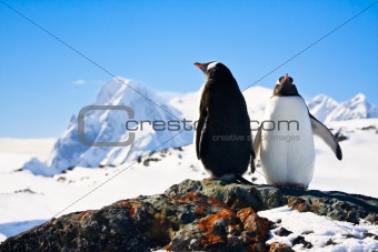 Two penguins dreaming
