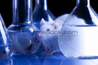 Animal tests