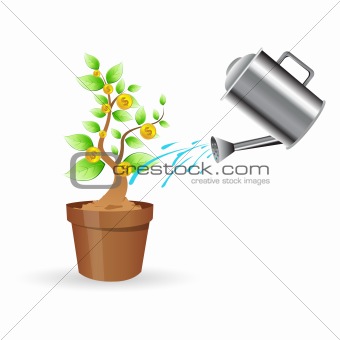 dollar plant