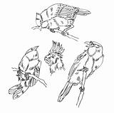 sketch bird