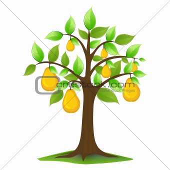 pears in tree