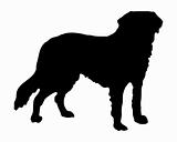 The black silhouette of a Saint Bernard dog