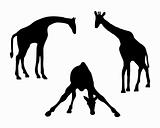 Detailed and isolated illustration of three giraffes 