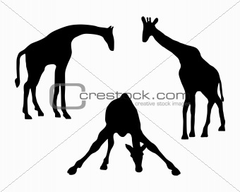 Detailed and isolated illustration of three giraffes 