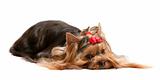 Dreaming lying yorkshire terrier