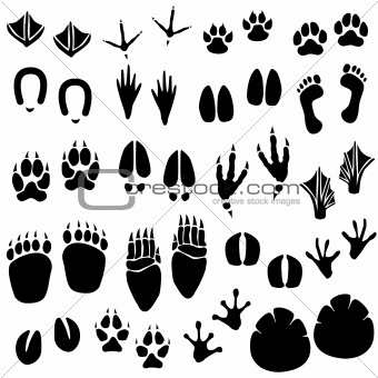 Animal Footprint Track Vector