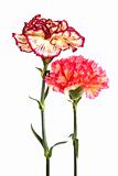 two carnation