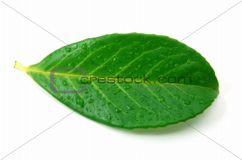 leaf with water drops after rain