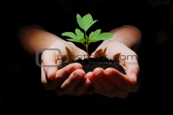 young plant with soil in hands