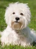 White west highland terrier