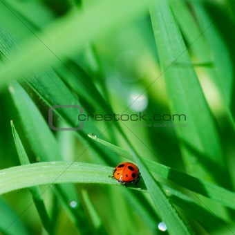 Ladybird among grass