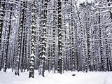 Snowy tree trunks	