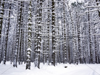 Snowy tree trunks	