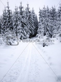 Snowy forest and cross-country ski trail
