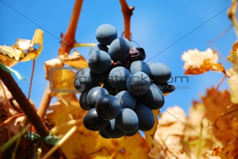 grape in autumn